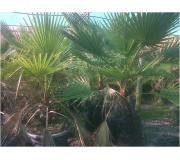 Palmera Washigtonia filifera